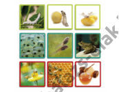 Kép 3/3 - Maxi fényképkártya - A természet fejlődése