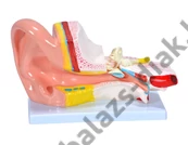 Kép 1/3 - Nagyított fülmodell