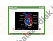 Kép 3/5 - iDoctum - Biológia: A szív és keringési rendszer