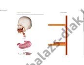 Kép 4/4 - iDoctum - Biológia: Az emberi test 2.