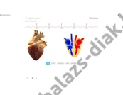 Kép 2/5 - iDoctum - Biológia: Az emberi test 3.