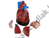 Kép 2/3 - Szív modell 3 szoros nagyítás 5 részes