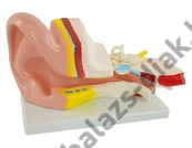 Kép 1/2 - Fülmodell, 3x nagyítás, 2 részes