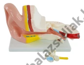 Kép 2/2 - Fülmodell, 3x nagyítás, 2 részes