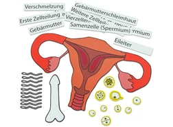 Mágneses szemléltető anyag - Hogyan jön létre az élet?