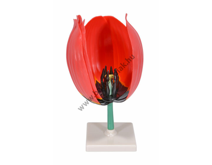 Tulipánvirág - modell