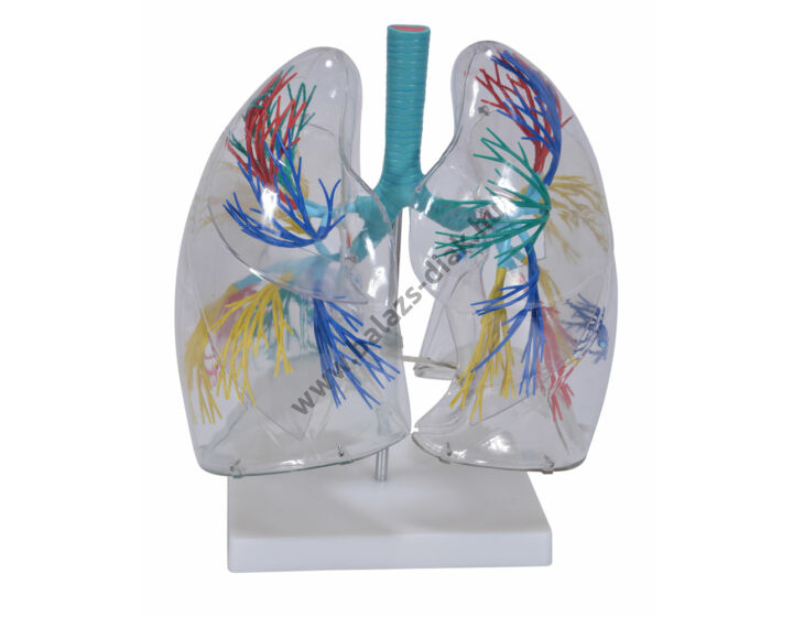 Tüdő modell
