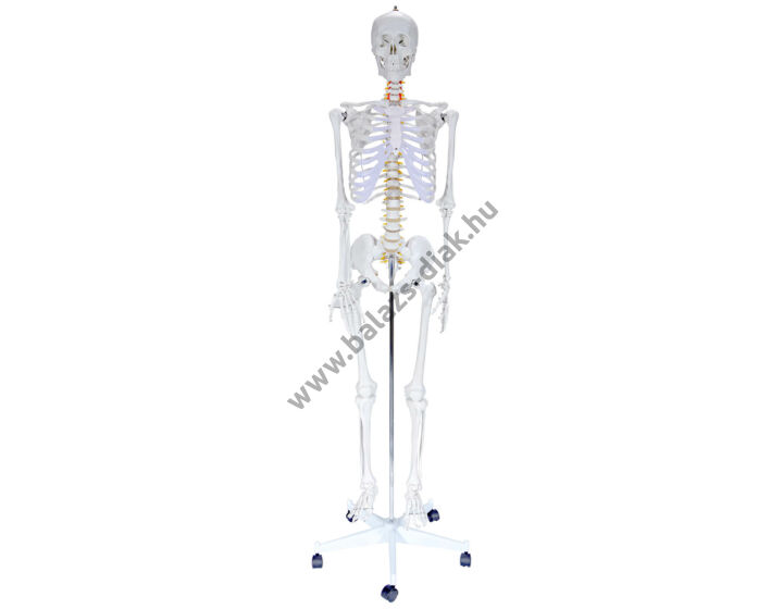 Emberi csontváz Stan - 180 cm
